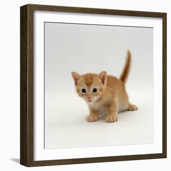 Domestic Cat, 'Pansy's' 4-Week Red Kitten-Jane Burton-Framed Photographic Print