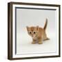 Domestic Cat, 'Pansy's' 4-Week Red Kitten-Jane Burton-Framed Photographic Print