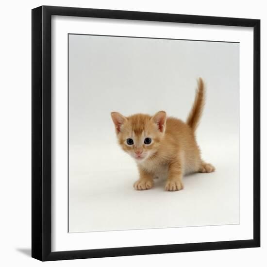 Domestic Cat, 'Pansy's' 4-Week Red Kitten-Jane Burton-Framed Photographic Print