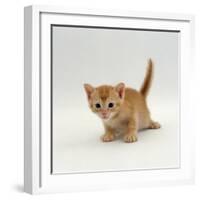 Domestic Cat, 'Pansy's' 4-Week Red Kitten-Jane Burton-Framed Photographic Print