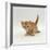 Domestic Cat, 'Pansy's' 4-Week Red Kitten-Jane Burton-Framed Photographic Print