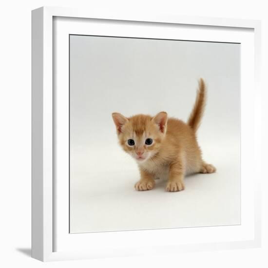 Domestic Cat, 'Pansy's' 4-Week Red Kitten-Jane Burton-Framed Photographic Print