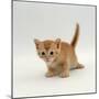 Domestic Cat, 'Pansy's' 4-Week Red Kitten-Jane Burton-Mounted Photographic Print