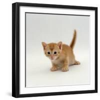 Domestic Cat, 'Pansy's' 4-Week Red Kitten-Jane Burton-Framed Premium Photographic Print