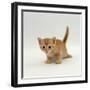 Domestic Cat, 'Pansy's' 4-Week Red Kitten-Jane Burton-Framed Premium Photographic Print