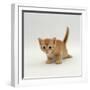 Domestic Cat, 'Pansy's' 4-Week Red Kitten-Jane Burton-Framed Premium Photographic Print