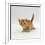 Domestic Cat, 'Pansy's' 4-Week Red Kitten-Jane Burton-Framed Premium Photographic Print