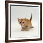 Domestic Cat, 'Pansy's' 4-Week Red Kitten-Jane Burton-Framed Premium Photographic Print