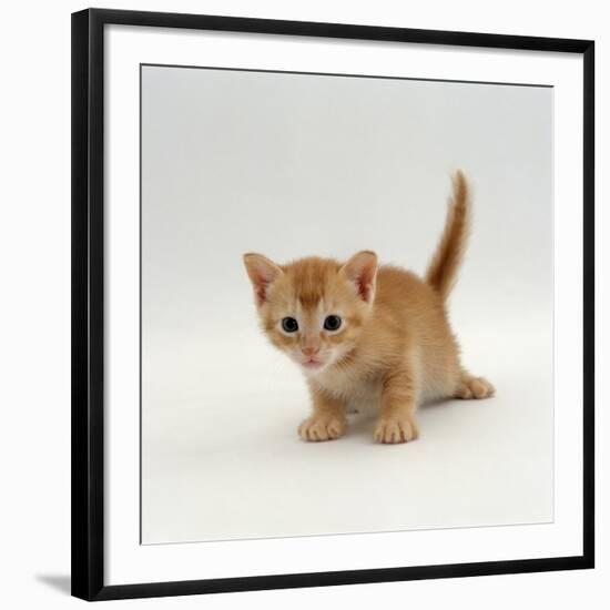 Domestic Cat, 'Pansy's' 4-Week Red Kitten-Jane Burton-Framed Premium Photographic Print