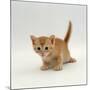 Domestic Cat, 'Pansy's' 4-Week Red Kitten-Jane Burton-Mounted Premium Photographic Print