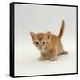Domestic Cat, 'Pansy's' 4-Week Red Kitten-Jane Burton-Framed Stretched Canvas
