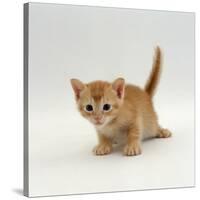 Domestic Cat, 'Pansy's' 4-Week Red Kitten-Jane Burton-Stretched Canvas