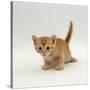 Domestic Cat, 'Pansy's' 4-Week Red Kitten-Jane Burton-Stretched Canvas