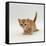 Domestic Cat, 'Pansy's' 4-Week Red Kitten-Jane Burton-Framed Stretched Canvas