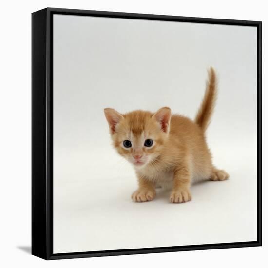 Domestic Cat, 'Pansy's' 4-Week Red Kitten-Jane Burton-Framed Stretched Canvas
