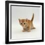 Domestic Cat, 'Pansy's' 4-Week Red Kitten-Jane Burton-Framed Photographic Print