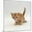 Domestic Cat, 'Pansy's' 4-Week Red Kitten-Jane Burton-Mounted Photographic Print
