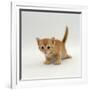 Domestic Cat, 'Pansy's' 4-Week Red Kitten-Jane Burton-Framed Photographic Print