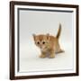 Domestic Cat, 'Pansy's' 4-Week Red Kitten-Jane Burton-Framed Photographic Print