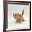 Domestic Cat, 'Pansy's' 4-Week Red Kitten-Jane Burton-Framed Photographic Print