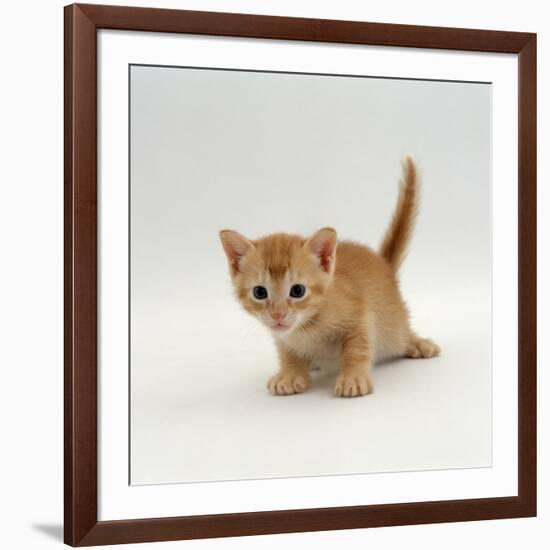 Domestic Cat, 'Pansy's' 4-Week Red Kitten-Jane Burton-Framed Photographic Print