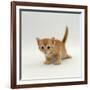 Domestic Cat, 'Pansy's' 4-Week Red Kitten-Jane Burton-Framed Photographic Print