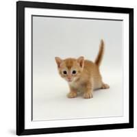 Domestic Cat, 'Pansy's' 4-Week Red Kitten-Jane Burton-Framed Photographic Print