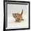 Domestic Cat, 'Pansy's' 4-Week Red Kitten-Jane Burton-Framed Photographic Print