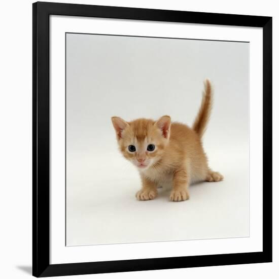 Domestic Cat, 'Pansy's' 4-Week Red Kitten-Jane Burton-Framed Photographic Print