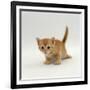 Domestic Cat, 'Pansy's' 4-Week Red Kitten-Jane Burton-Framed Photographic Print