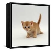 Domestic Cat, 'Pansy's' 4-Week Red Kitten-Jane Burton-Framed Stretched Canvas