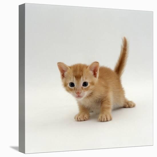 Domestic Cat, 'Pansy's' 4-Week Red Kitten-Jane Burton-Stretched Canvas