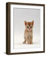 Domestic Cat, 'Pansy's' 5-Week Red Kitten-Jane Burton-Framed Photographic Print