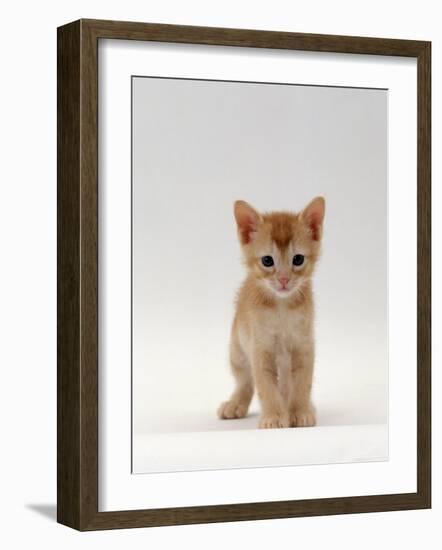 Domestic Cat, 'Pansy's' 5-Week Red Kitten-Jane Burton-Framed Photographic Print