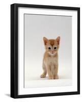 Domestic Cat, 'Pansy's' 5-Week Red Kitten-Jane Burton-Framed Photographic Print