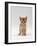 Domestic Cat, 'Pansy's' 5-Week Red Kitten-Jane Burton-Framed Photographic Print