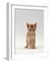 Domestic Cat, 'Pansy's' 5-Week Red Kitten-Jane Burton-Framed Photographic Print