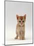 Domestic Cat, 'Pansy's' 5-Week Red Kitten-Jane Burton-Mounted Photographic Print