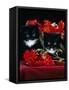 Domestic Cat, Persian-Cross Kittens with Chrysanthemums-Jane Burton-Framed Stretched Canvas