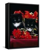Domestic Cat, Persian-Cross Kittens with Chrysanthemums-Jane Burton-Framed Stretched Canvas