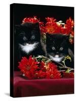 Domestic Cat, Persian-Cross Kittens with Chrysanthemums-Jane Burton-Stretched Canvas