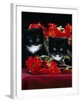 Domestic Cat, Persian-Cross Kittens with Chrysanthemums-Jane Burton-Framed Photographic Print