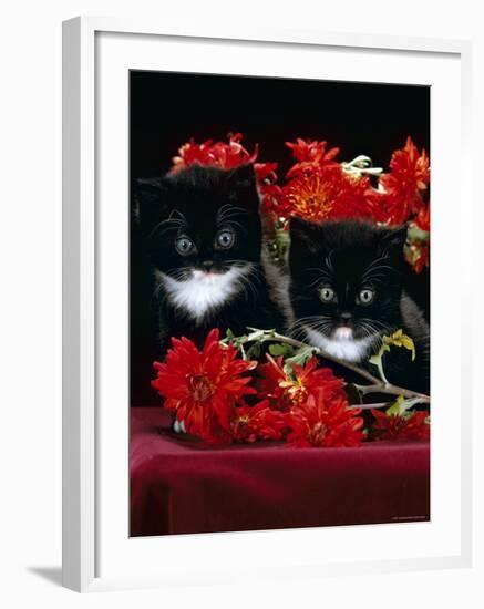 Domestic Cat, Persian-Cross Kittens with Chrysanthemums-Jane Burton-Framed Photographic Print