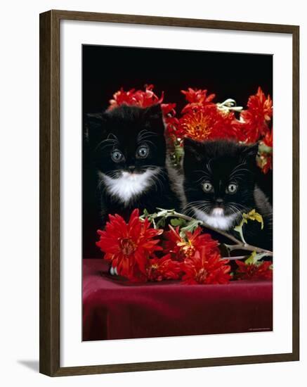 Domestic Cat, Persian-Cross Kittens with Chrysanthemums-Jane Burton-Framed Photographic Print