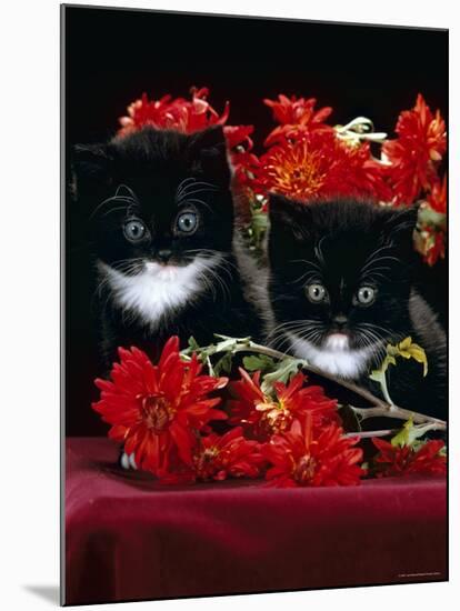 Domestic Cat, Persian-Cross Kittens with Chrysanthemums-Jane Burton-Mounted Photographic Print