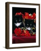 Domestic Cat, Persian-Cross Kittens with Chrysanthemums-Jane Burton-Framed Photographic Print