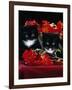 Domestic Cat, Persian-Cross Kittens with Chrysanthemums-Jane Burton-Framed Photographic Print