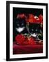 Domestic Cat, Persian-Cross Kittens with Chrysanthemums-Jane Burton-Framed Photographic Print