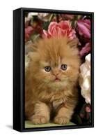 Domestic Cat, Persian, ginger kitten amongst flowers-Angela Hampton-Framed Stretched Canvas