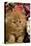 Domestic Cat, Persian, ginger kitten amongst flowers-Angela Hampton-Stretched Canvas